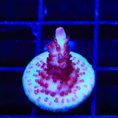 Vivids Rainbow Delight Acropora Coral