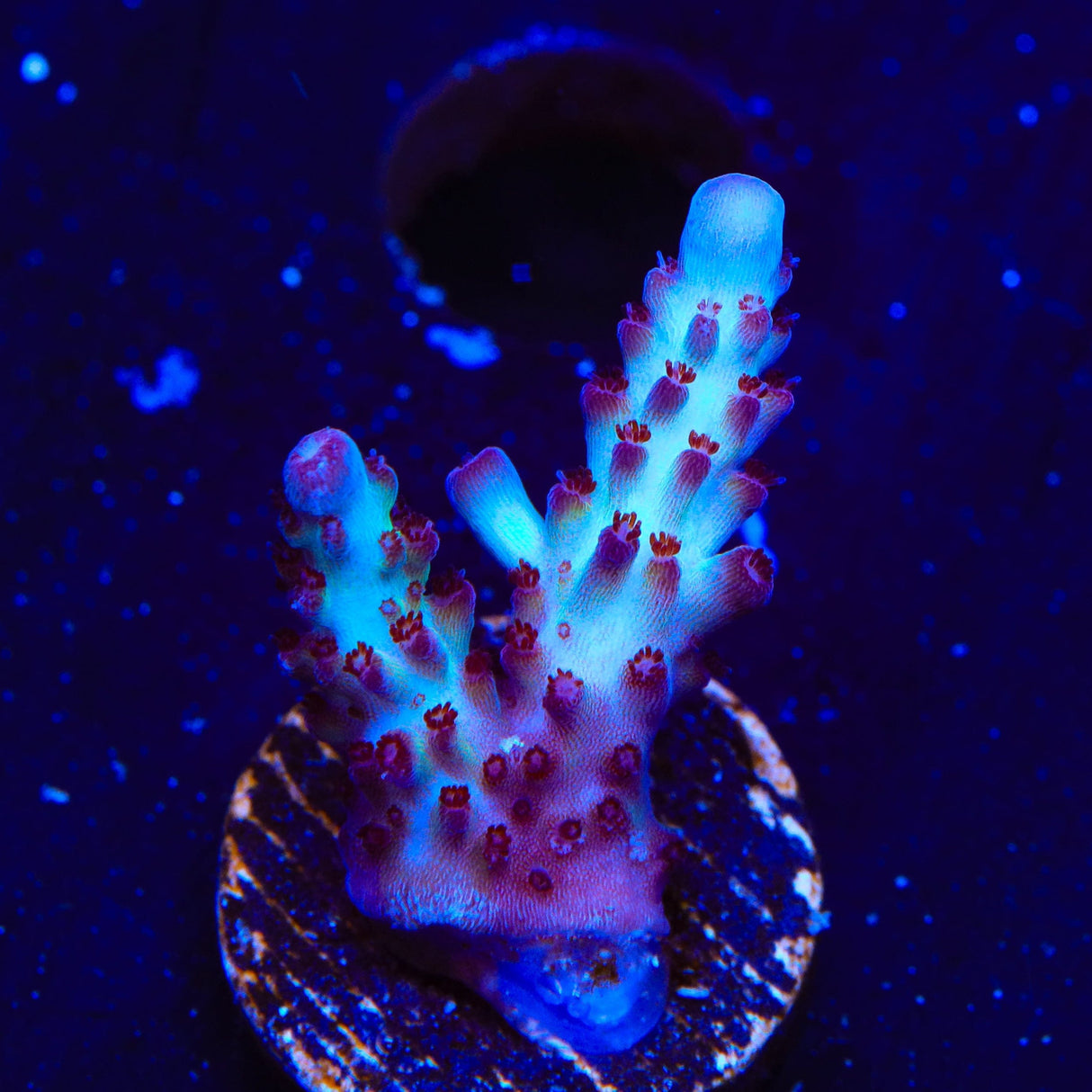 Vivids Rainbow Delight Acropora Coral