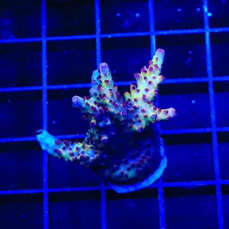 Vivids Rainbow Delight Acropora XL Frag Coral