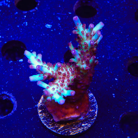 Vivids Rainbow Delight Acropora XL Frag Coral