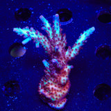 Vivids Rainbow Delight Acropora XL Frag Coral