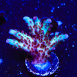 Vivids Rainbow Delight Acropora XL Frag Coral