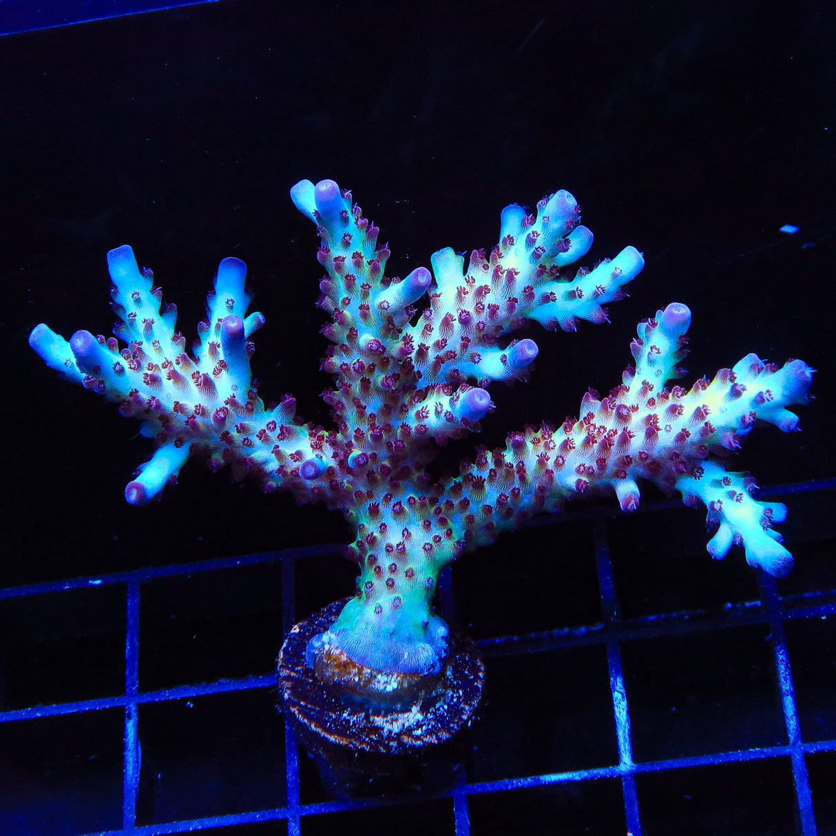Vivids Rainbow Delight Acropora XL Frag Coral