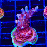 Vivids Rainbow Delight Acropora XL Frag Coral