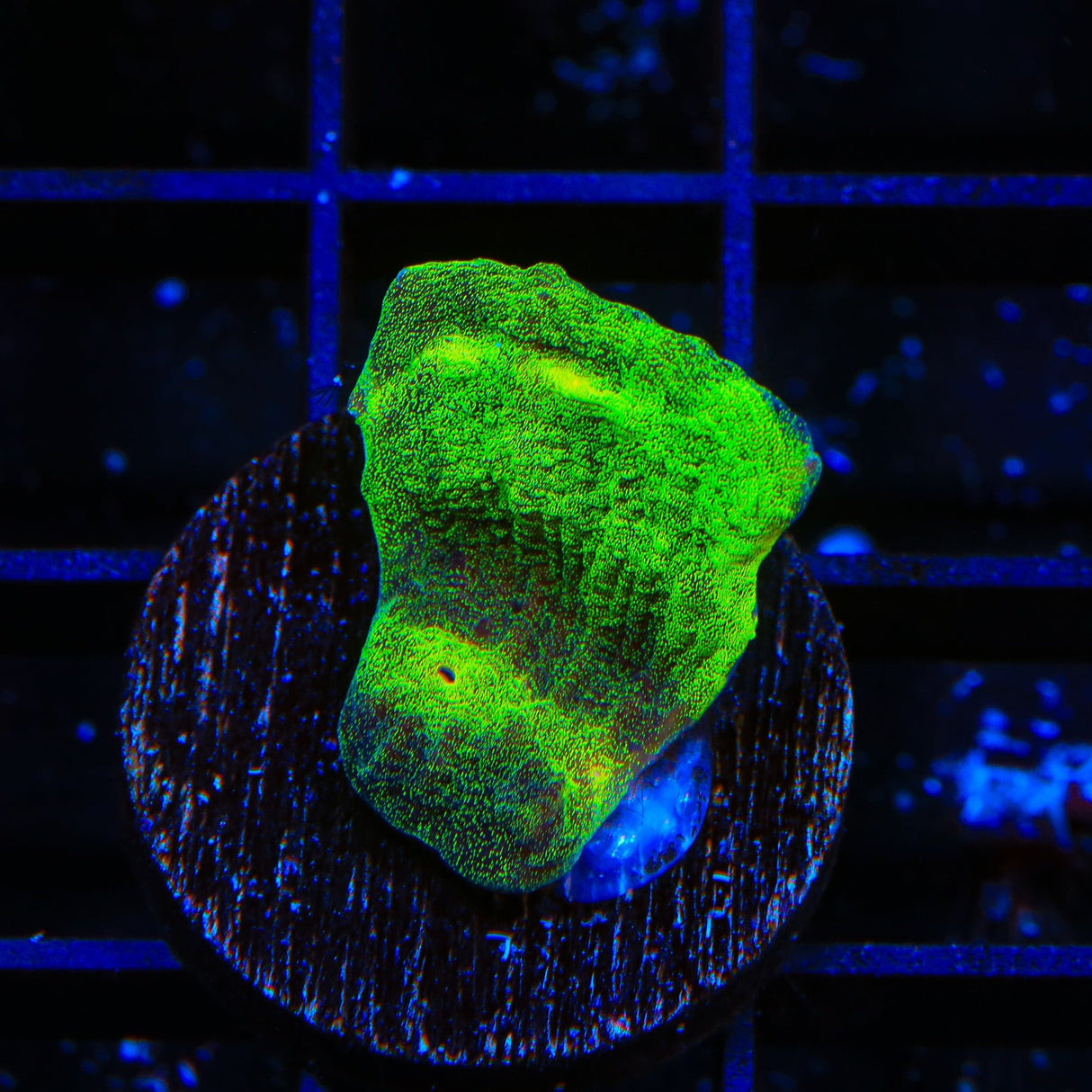 Vivids Riddler Chalice Coral