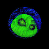 Vivids Riddler Chalice Coral