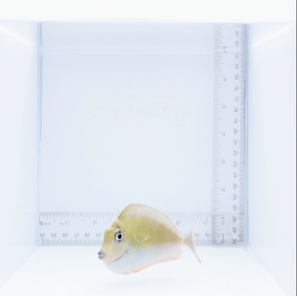Vlamingii Tang Fish