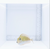 Vlamingii Tang Fish