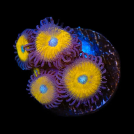 Vulcan Blood Zoanthids Coral