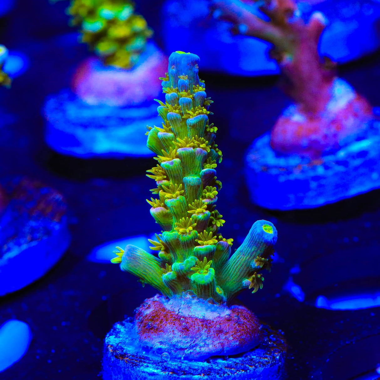 Walt Disney Acropora Coral