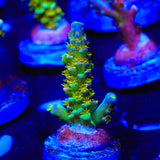 Walt Disney Acropora Coral