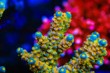 Walt Disney Tenuis Acropora Coral