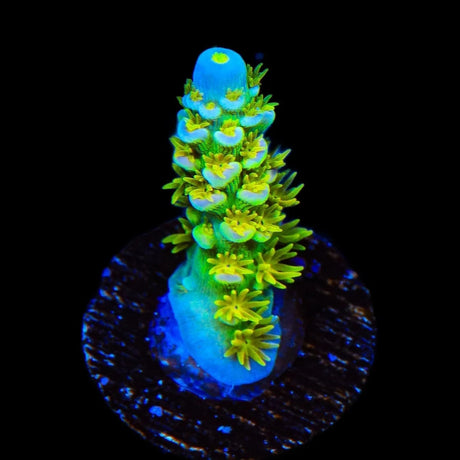 Walt Disney Tenuis Acropora Coral