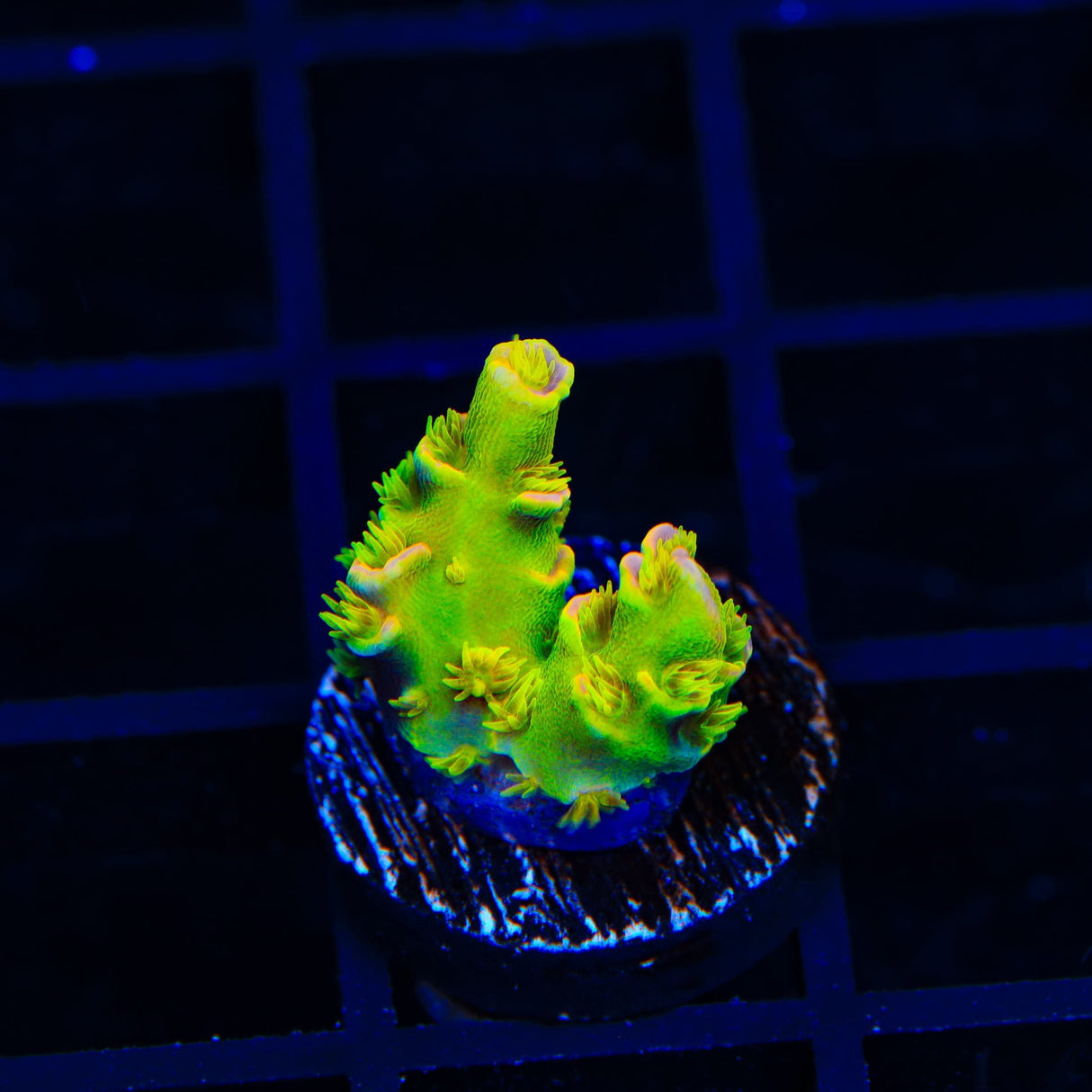 Walt Disney Tenuis Acropora Coral