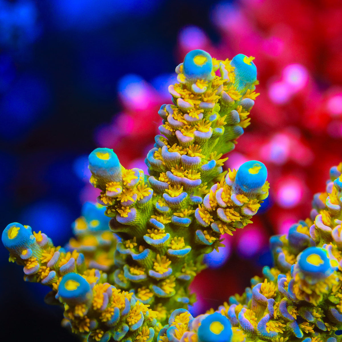Walt Disney Tenuis Acropora Coral – Top Shelf Aquatics