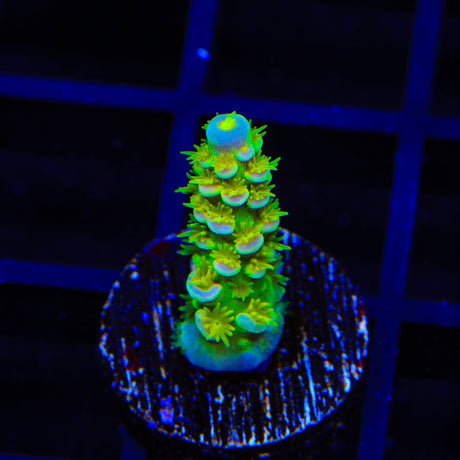 Walt Disney Tenuis Acropora Coral