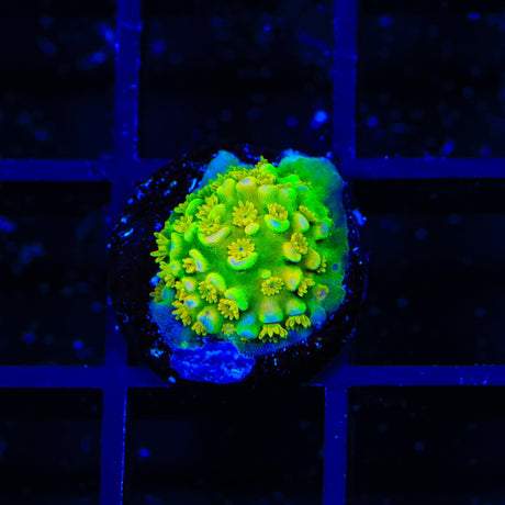 Walt Disney Tenuis Acropora Coral