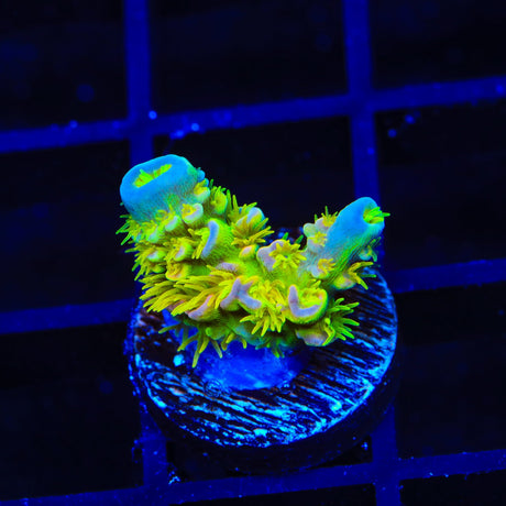 Walt Disney Tenuis Acropora Coral