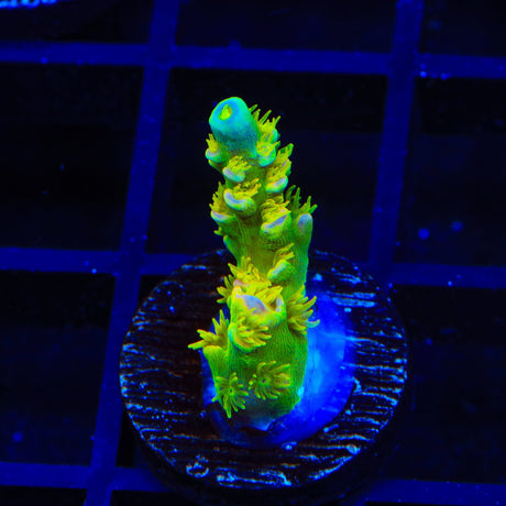Walt Disney Tenuis Acropora Coral