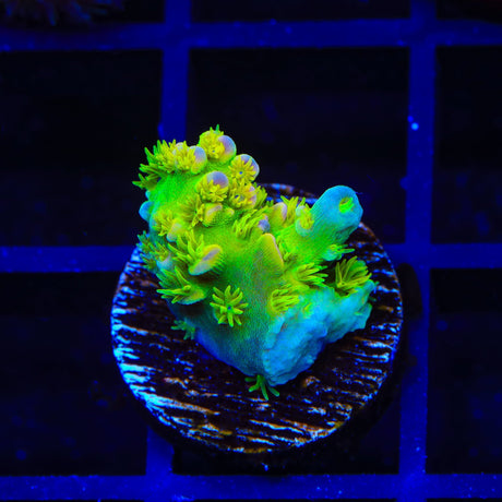 Walt Disney Tenuis Acropora Coral