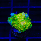 Walt Disney Tenuis Acropora Coral