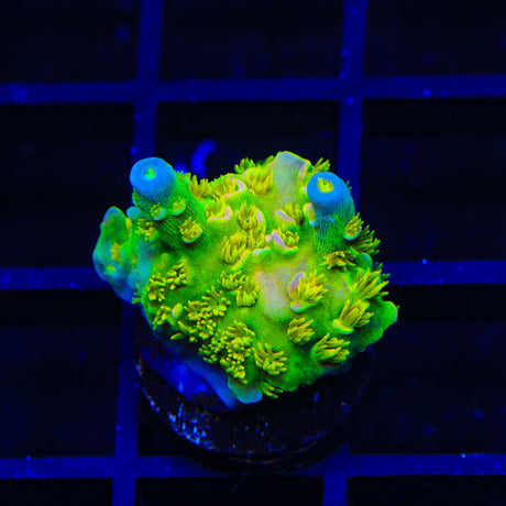 Walt Disney Tenuis Acropora Coral