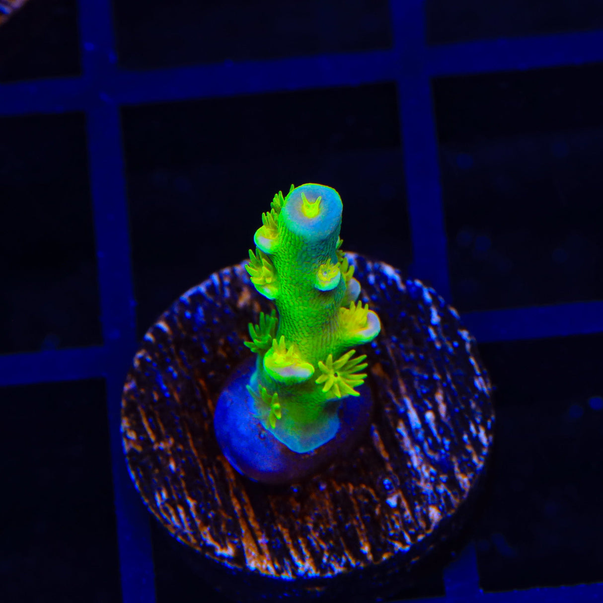 Walt Disney Tenuis Acropora Coral