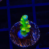 Walt Disney Tenuis Acropora Coral