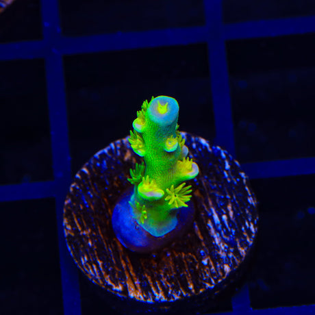Walt Disney Tenuis Acropora Coral