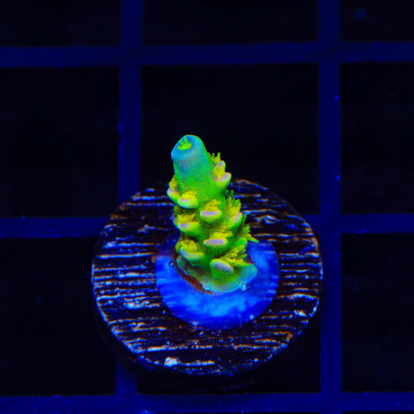 Walt Disney Tenuis Acropora Coral