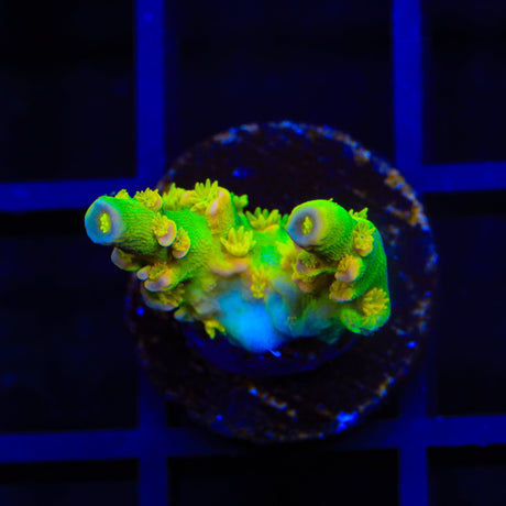 Walt Disney Tenuis Acropora Coral