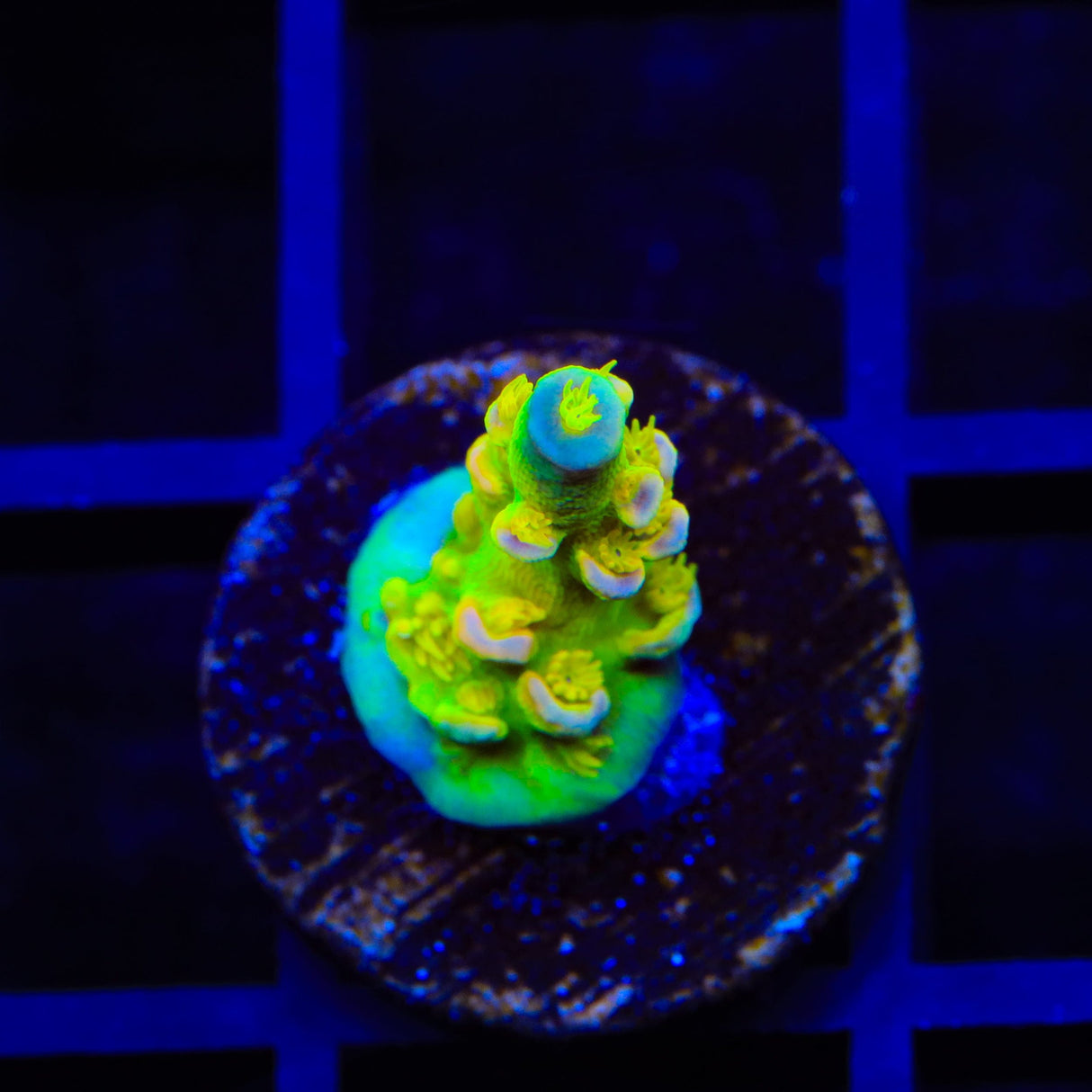 Walt Disney Tenuis Acropora Coral