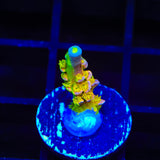 Walt Disney Tenuis Acropora Coral