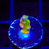 Walt Disney Tenuis Acropora Coral