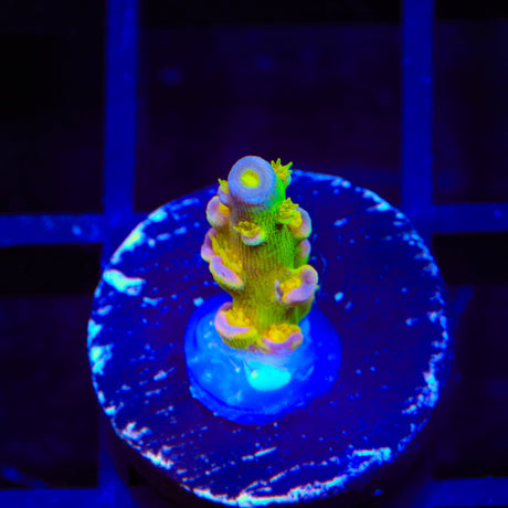 Walt Disney Tenuis Acropora Coral