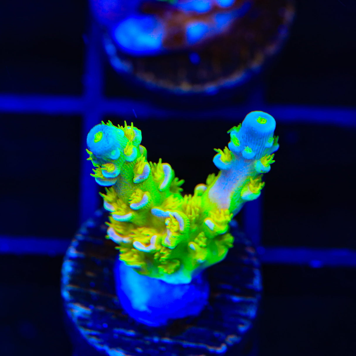 Walt Disney Tenuis Acropora Coral