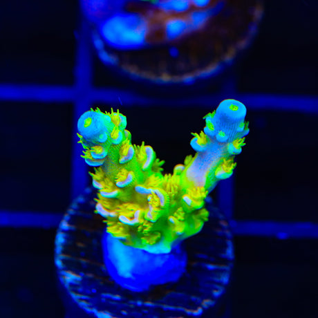 Walt Disney Tenuis Acropora Coral