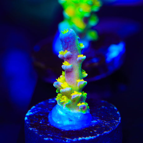 Walt Disney Tenuis Acropora Coral