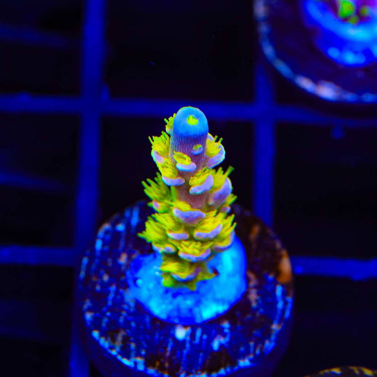 Walt Disney Tenuis Acropora Coral