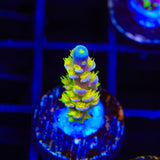 Walt Disney Tenuis Acropora Coral