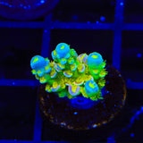 Walt Disney Tenuis Acropora Coral