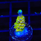 Walt Disney Tenuis Acropora Coral