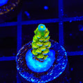 Walt Disney Tenuis Acropora Coral