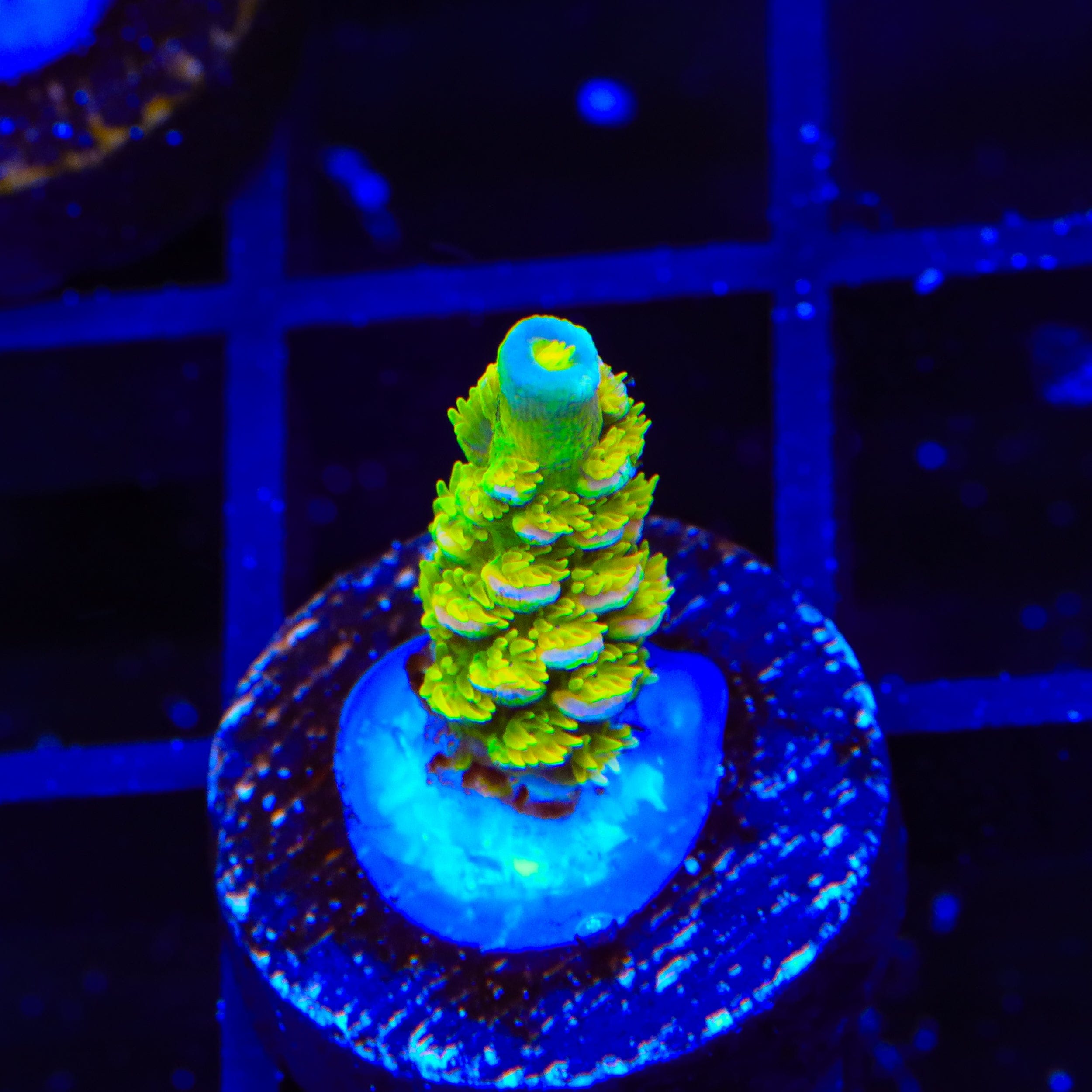 Walt Disney Tenuis Acropora Coral