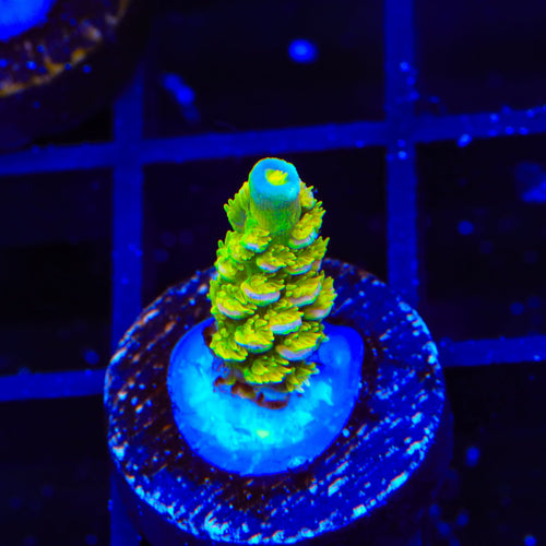 Walt Disney Tenuis Acropora Coral