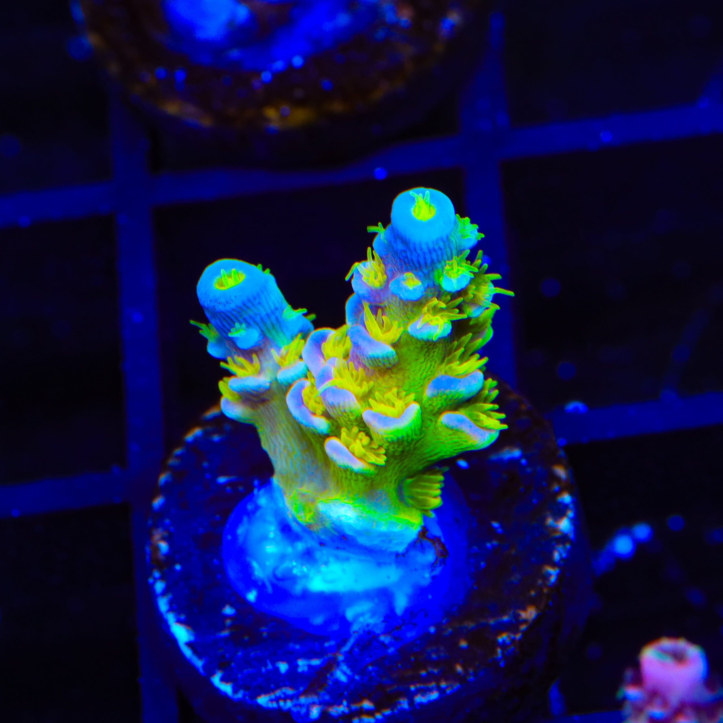 Walt Disney Tenuis Acropora Coral