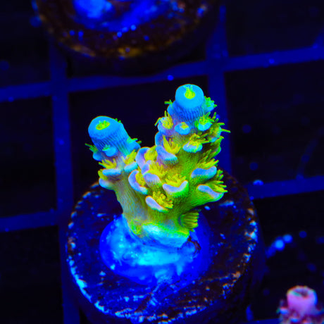 Walt Disney Tenuis Acropora Coral