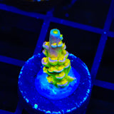 Walt Disney Tenuis Acropora Coral