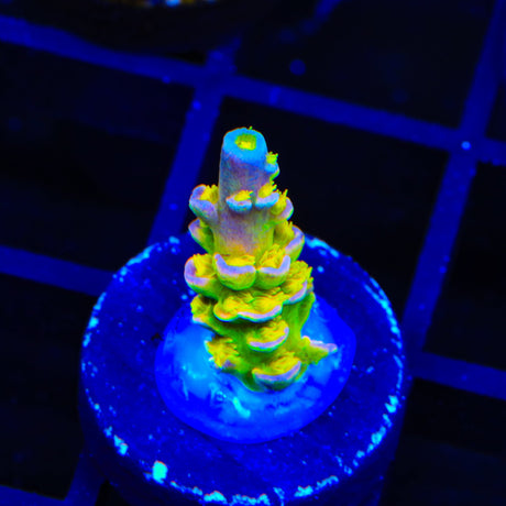 Walt Disney Tenuis Acropora Coral