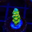 Walt Disney Tenuis Acropora Coral